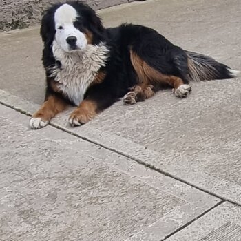 Bernese Mountain Dog