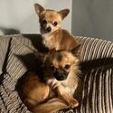 Two beautiful chihuahua -1