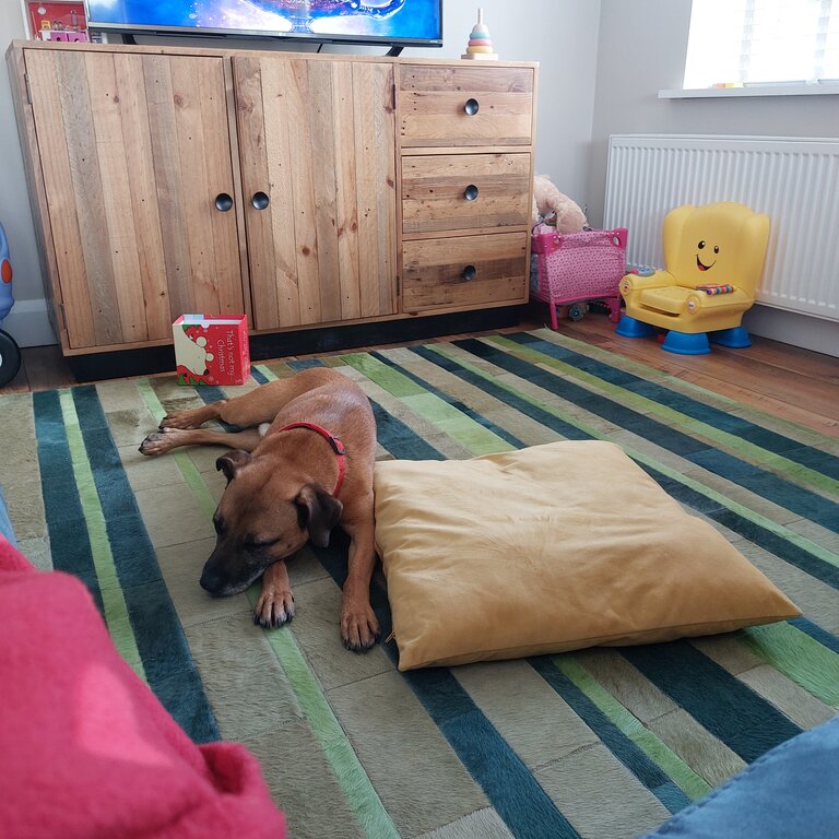 Rehoming our gorgeous Staffie/Ridgeback Jay