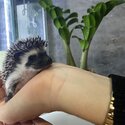 Baby African Pygmy hedgehog for sale male and female 8 weeks old -3