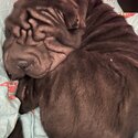 Shar Pei -2