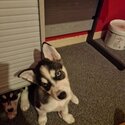 Siberian husky puppys for sale-2