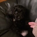 Black cockapoo-4