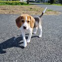 Pocket Beagle-0