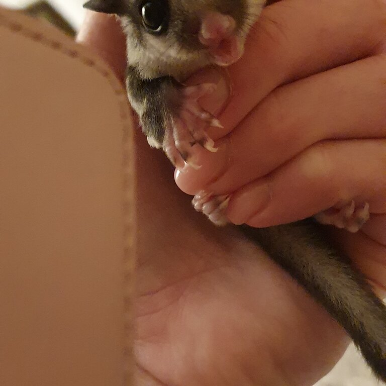 Sugar Glider 