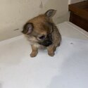 cute pomeranian &amp; yorker cross breed-4