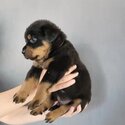 Male Rottweiler-0