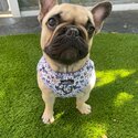 Fergus The French Bulldog