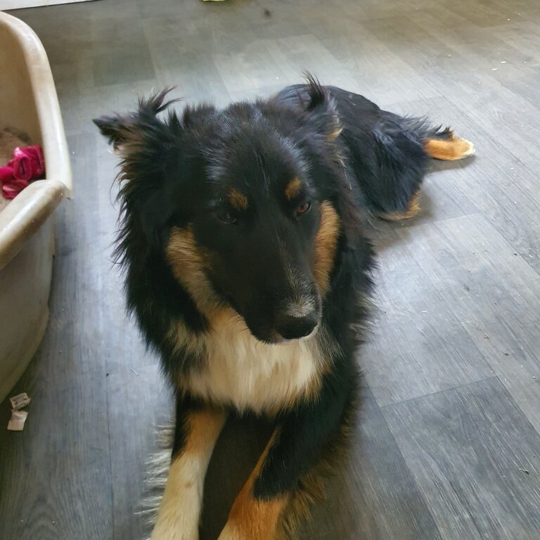 Beautiful tricolor collie