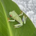 Red Eye Tree Frogs (Agalychnis callidryas)