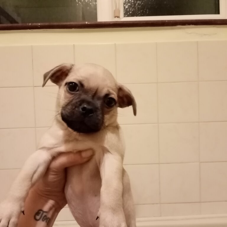 Pug pups for sale