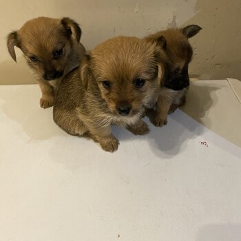 cute pomeranian & yorker cross breed