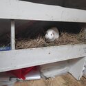 Female guinea pig with big house-3