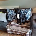 Black cocker spaniel x labrador for rehoming-2