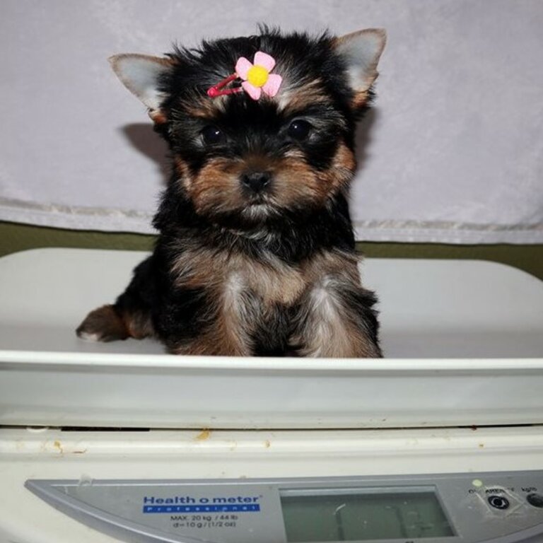 Cute and Adorable Yorkie Puppies for Adoption