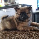 Lovely tiny pomeranians -1