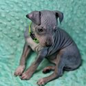 American hairless terier AHT-2