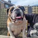 British Bulldog in need of 5 star home -1