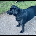 Gentle black Labrador cross Collie-3