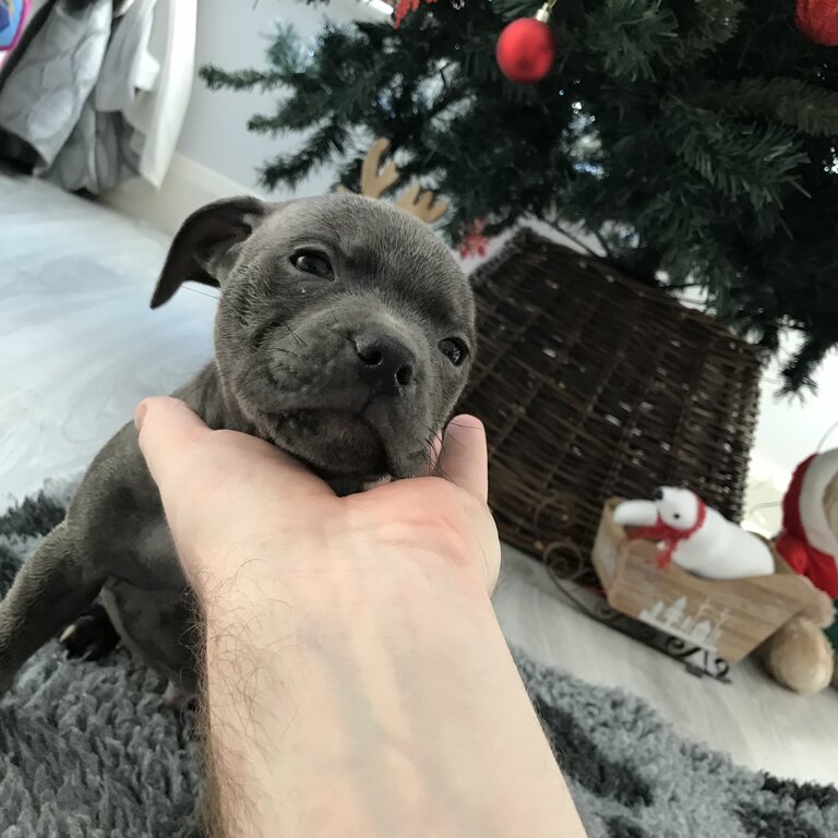 Blue Staffordshire bull terrier 