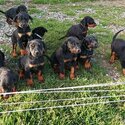 Purebred Doberman puppies for sale-0