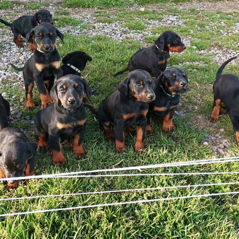 Purebred Doberman puppies for sale