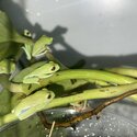 Red Eye Tree Frogs (Agalychnis callidryas)