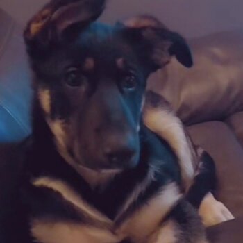 4mth female german shepard