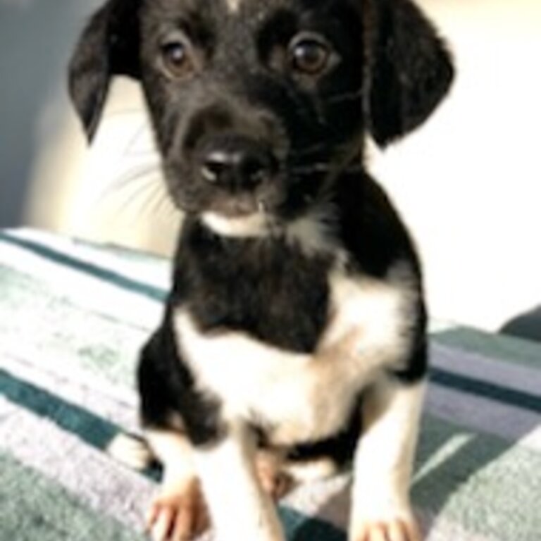 Gorgeous 8 weeks old Jack Russell x Collie