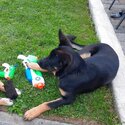 Child friendly 1yr old German Shepherd cross. Completed basic training as s pub. -1