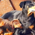 Doberman pups-4