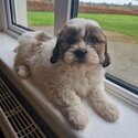 Beautiful  Shih Tzu / Bichion -0