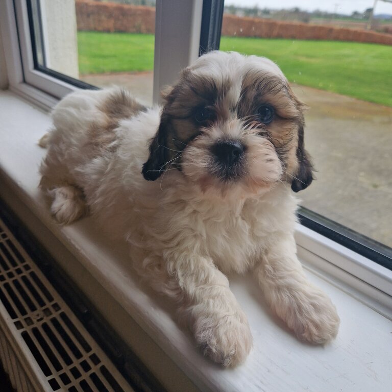 Beautiful  Shih Tzu / Bichion 