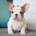 Well Trained Precious French Bulldog Puppies.-1