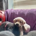 Labrador puppies ikc registered -4