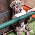 Olde Tyme English Bulldogge puppies -1