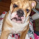 She’s a female British bulldog she’s 10 months old very placid and playful loves kids-1