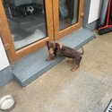 Dachshund miniature -1