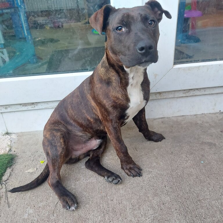 Staffy x pup for adoption. 