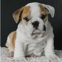 Beautiful male and female English bulldog puppies are now-1