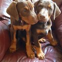 Doberman pups-5