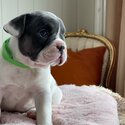 french bulldog-5