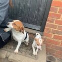 Ruby and Roxy, 2 Female Jack Russell puppies for sale-0