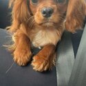 Cavalier King Charles Spaniel -2