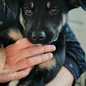 Collie/Kelpie pups-2