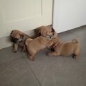 pug puppies -1