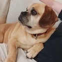 Small dog (puggle) free to good family-1