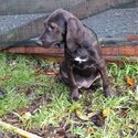 Beautiful labradoodle pups-4