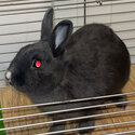 Cute , friendly bunny free to good home -0