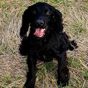 Male Cocker Spaniel -3